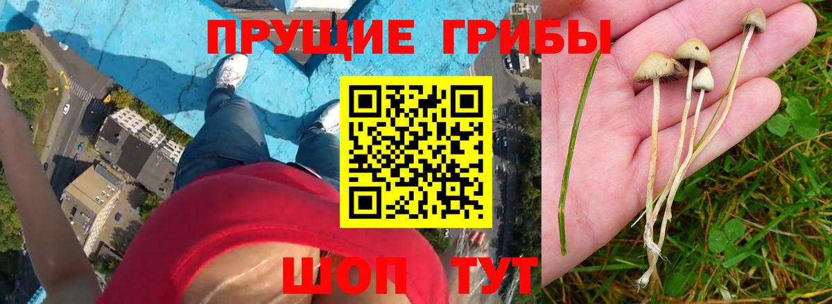 Фрязино  наркошоп  Вход с VPN  Псилоцибиновые грибы мухоморы 